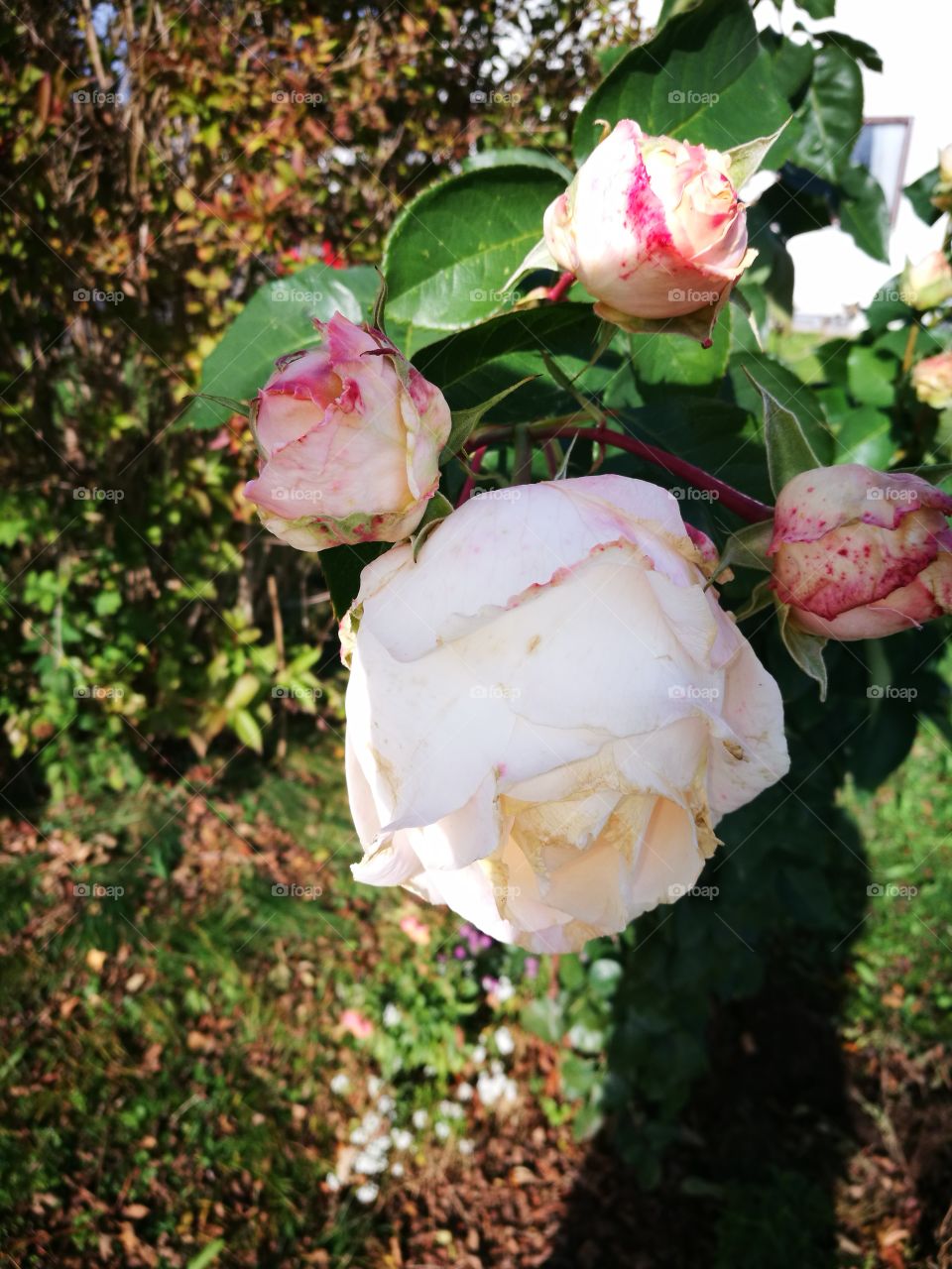 white roses in autum