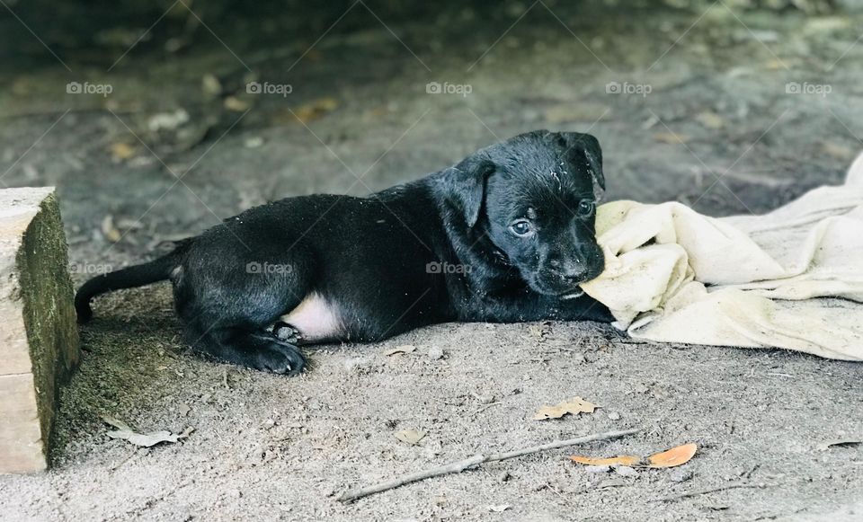 A little teething time for this 5 week old black Chocolate Labrador and Pitt Bull mix puppy living in the South Georgia woods. Super sweet! 