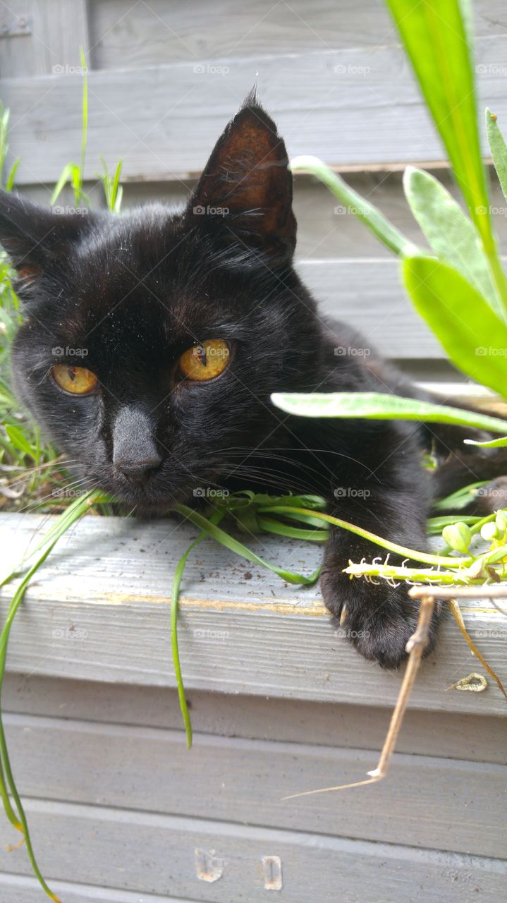 black cat lying in the lavender garden