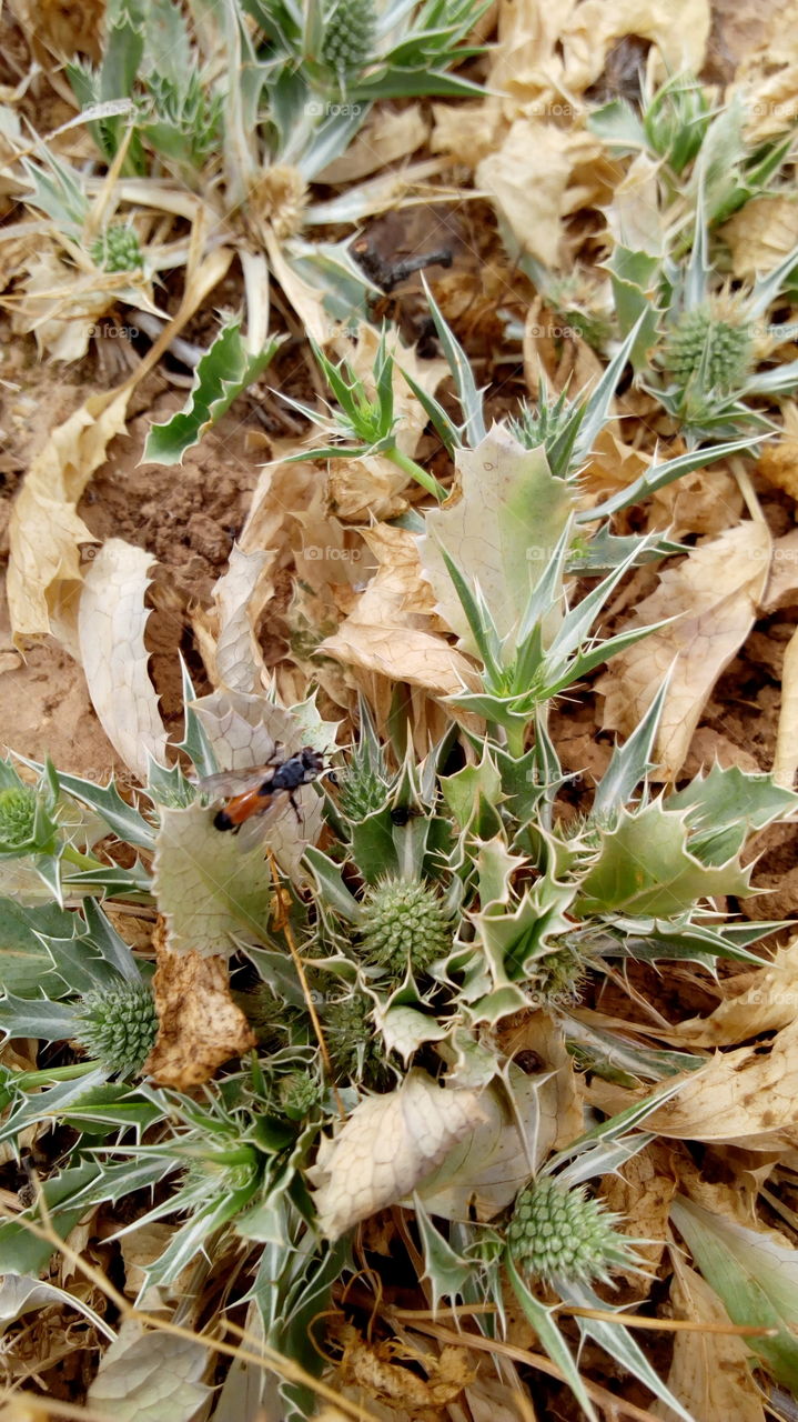 Insect on dry leafs
