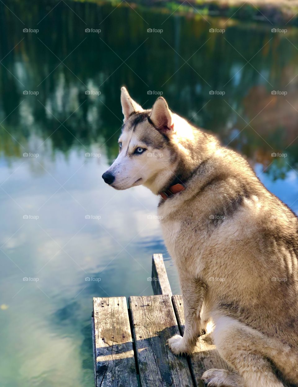 Dog looking over water