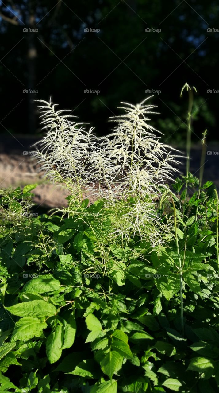 flowers