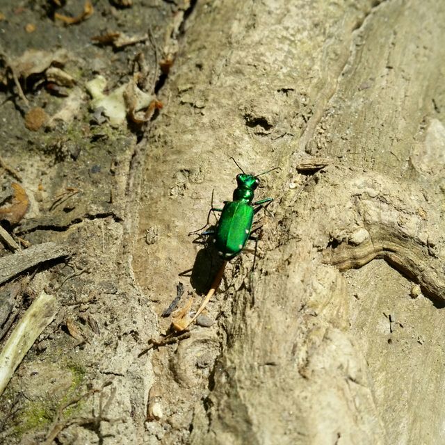 Green Tiger Beetle 