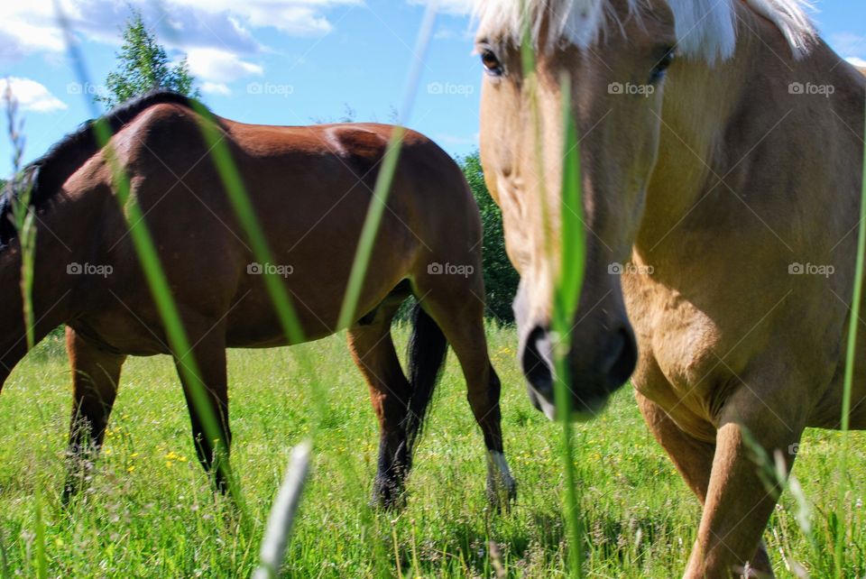 horses on pasture