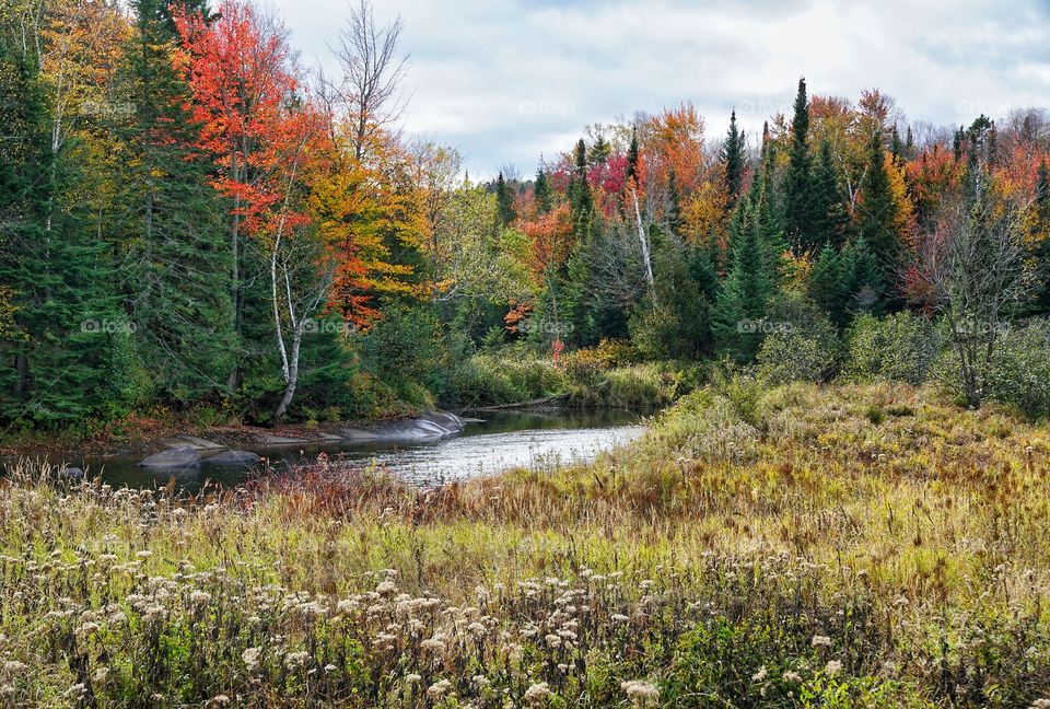 Maples over river