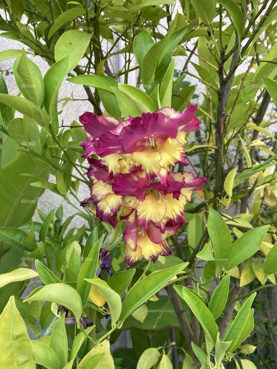 Burgundy and yellow fancy gladiolus flowers 