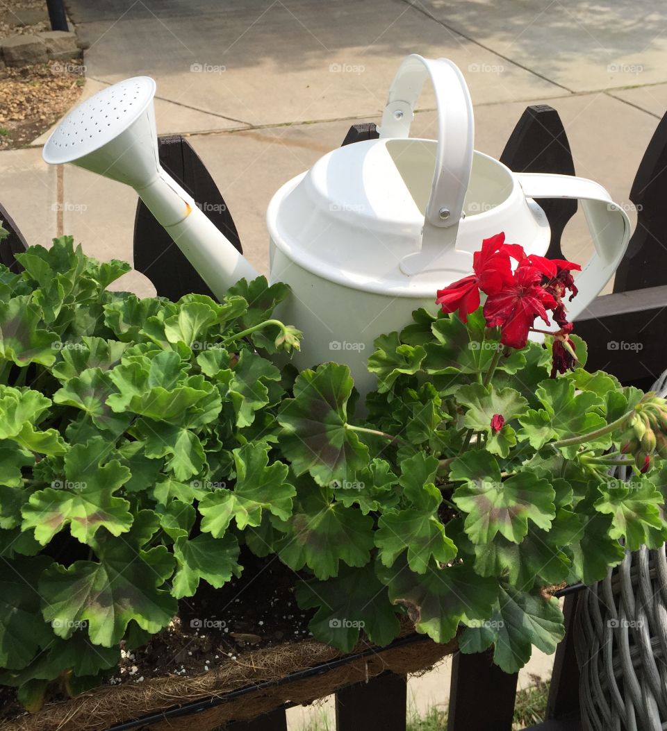 Flowers and watering can