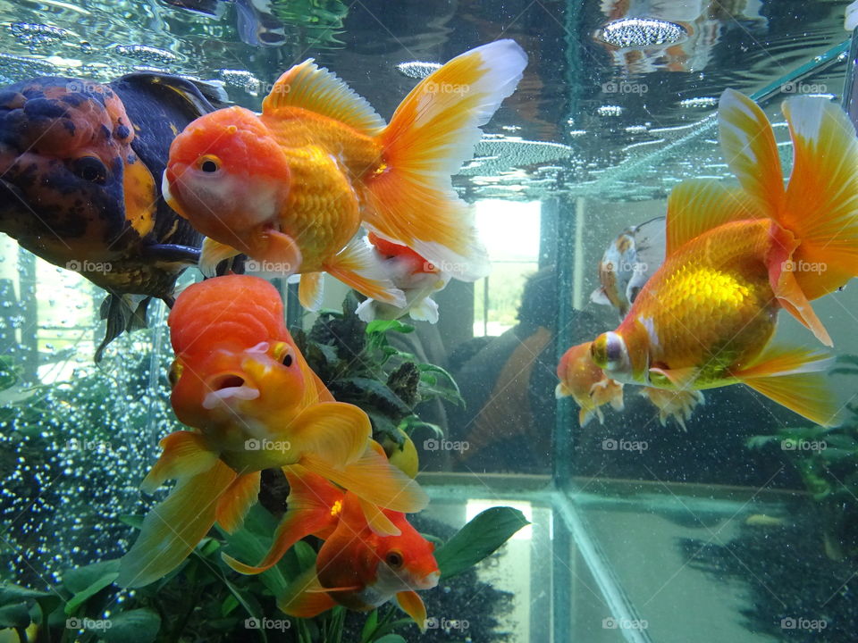 Underwater, Aquarium, Tropical, Fish, Goldfish
