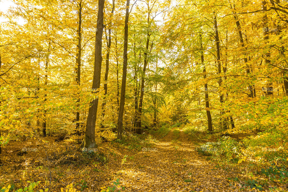 yellow landscape in a forest in autumn