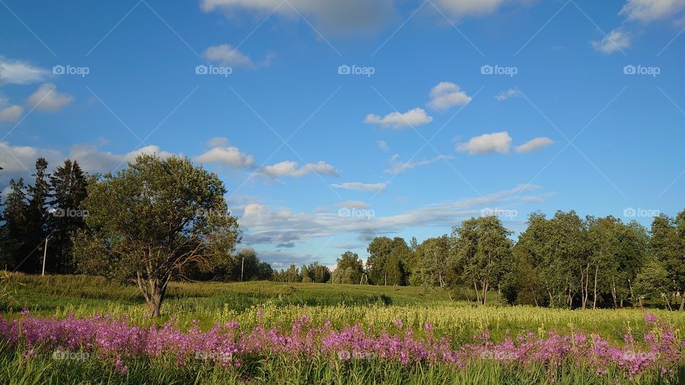 Russian meadow