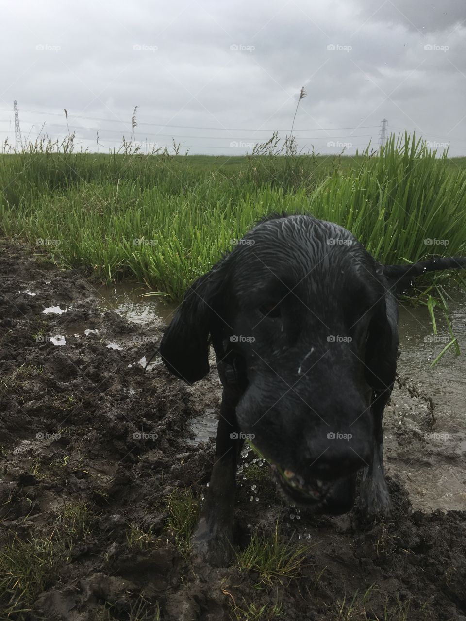 Flatcoat retriever emerges from the river water. Slipping through the mud with the beauty of the marsh reefs and grey skies behind.