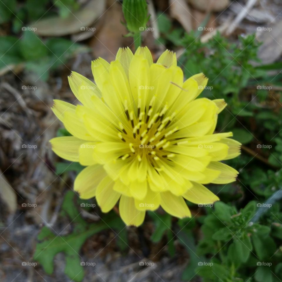 Flower, Baytown, TX
