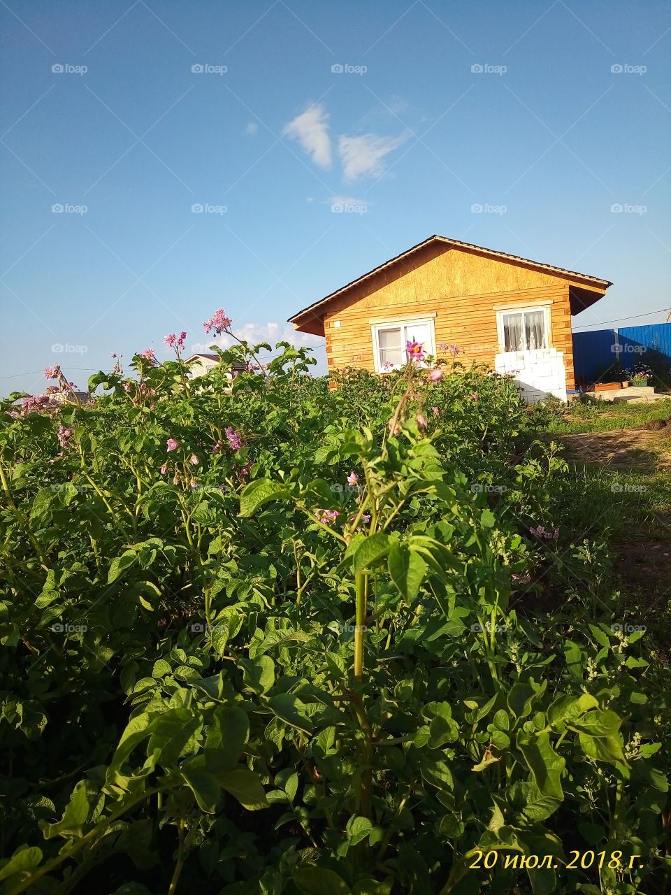 дом.в деревне.картофель.огород.дача.отдых.