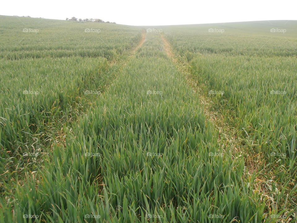 Tractor Tracks In A Wheat Field