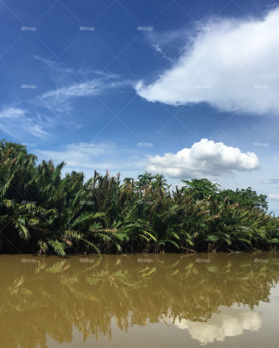 The palm trees in the mangrove forest