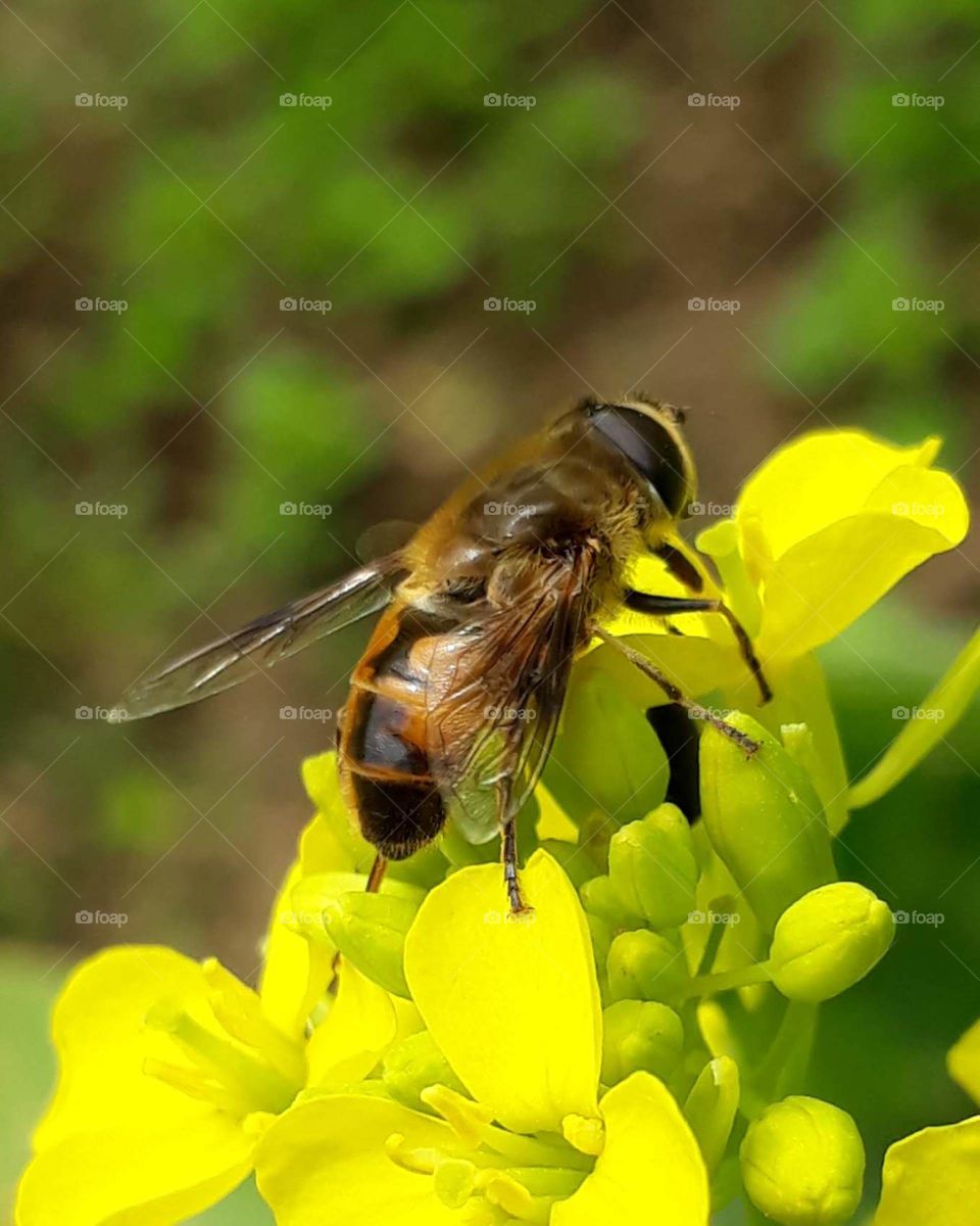 Honeybee, pollination in progress