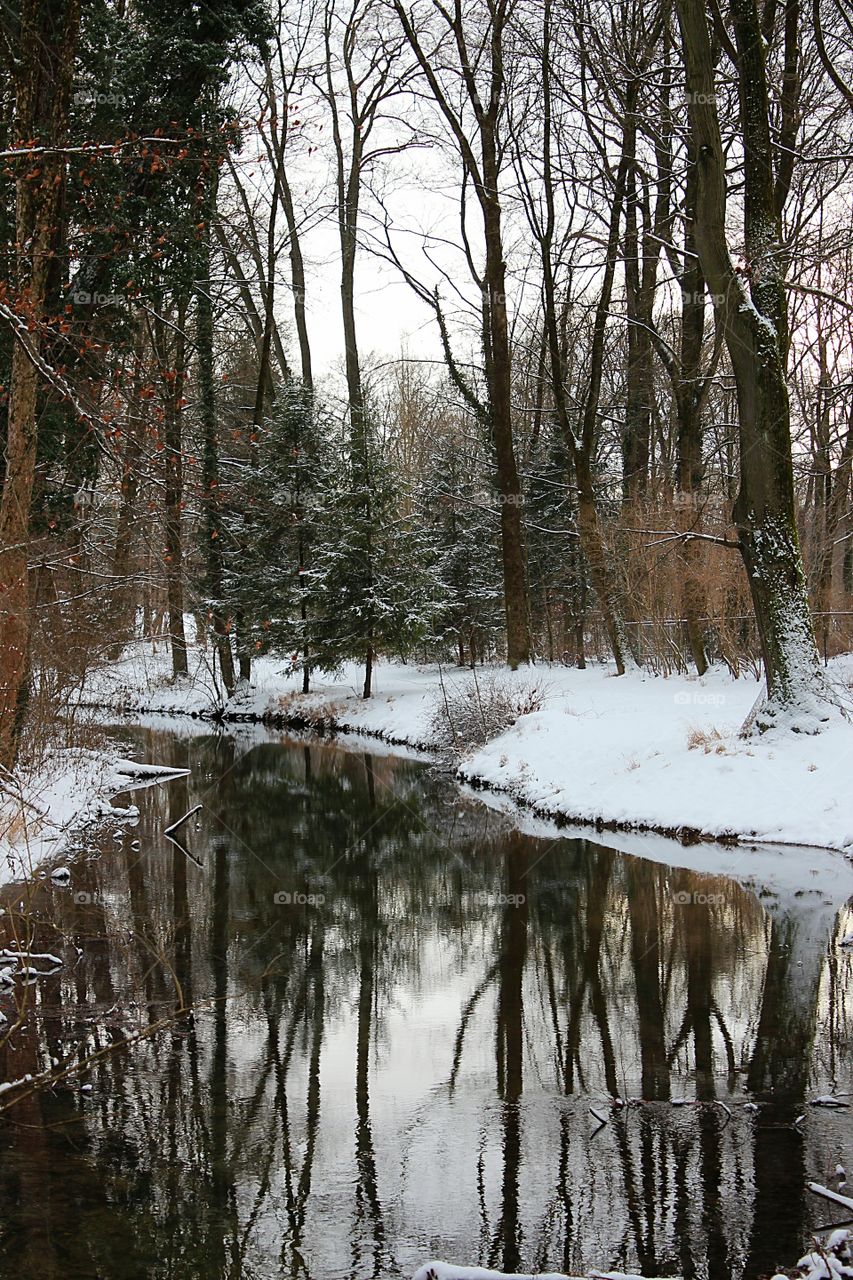 reflection of forest in winter
