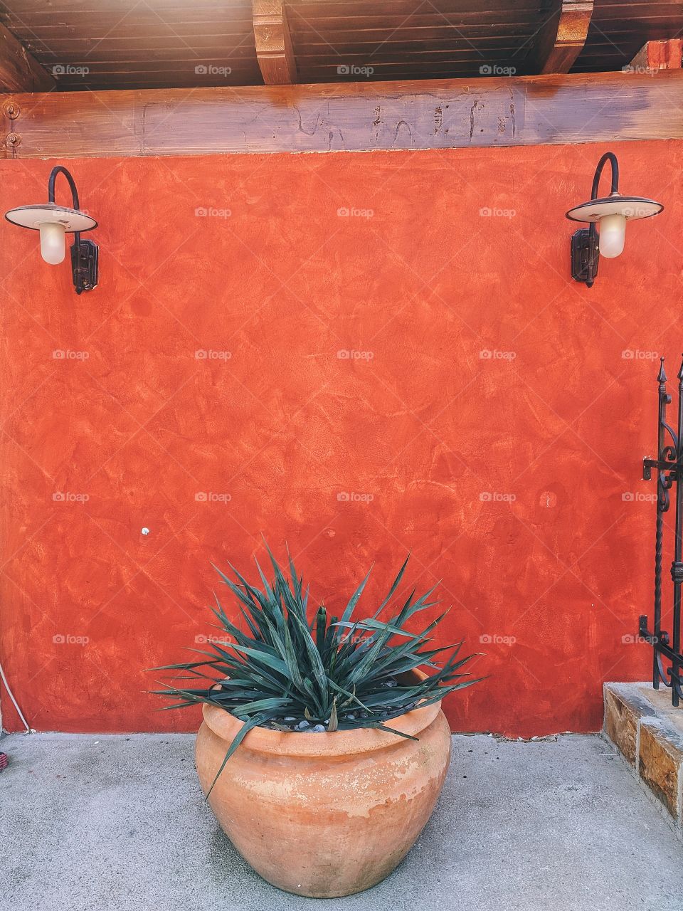 A large green plant in a pot stands against a red wall.