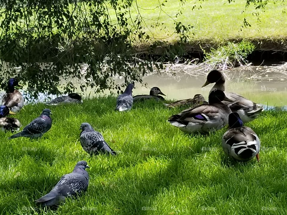 ducks