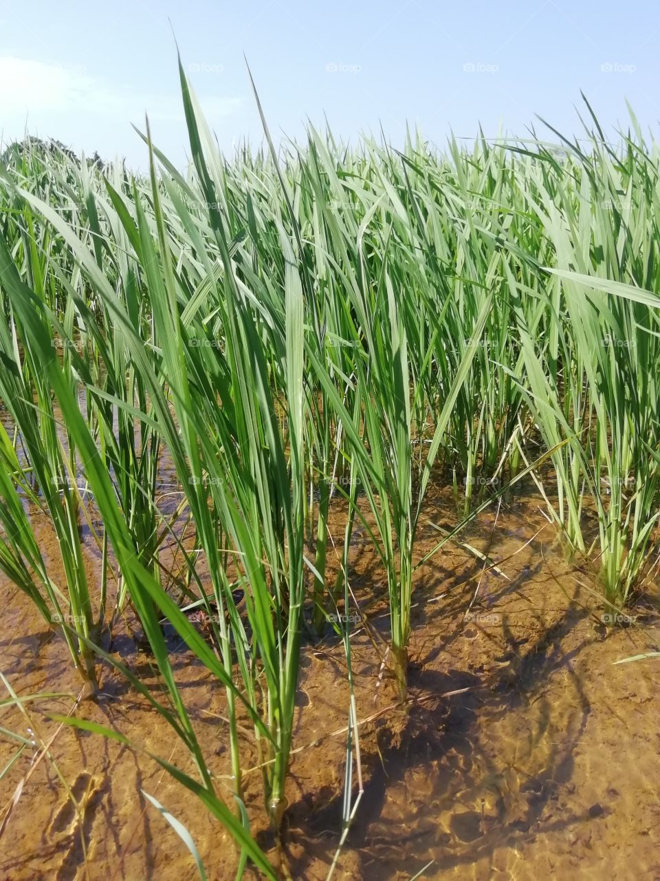 Close up snap of rice plants
