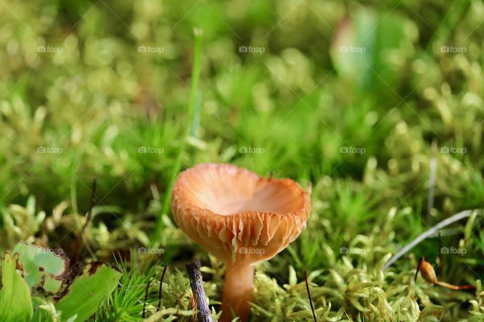 Wild mushroom in the Adirondacks 