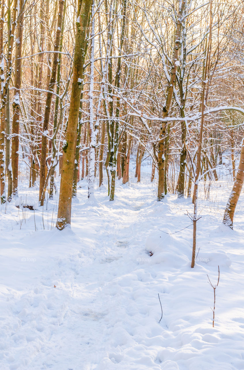 winter landscape