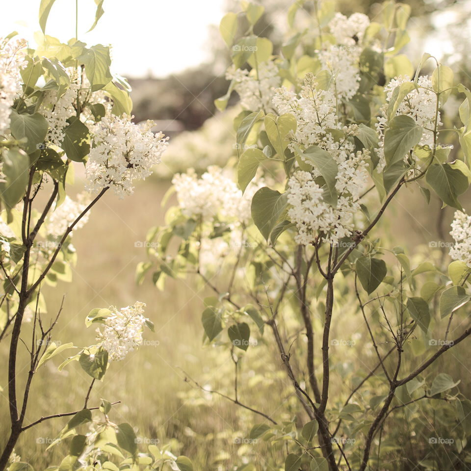 green flowers white plant by comonline