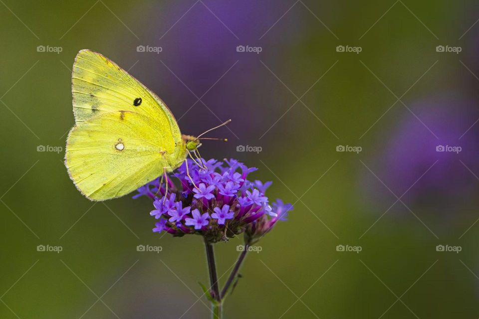 Flowers and butterfly  