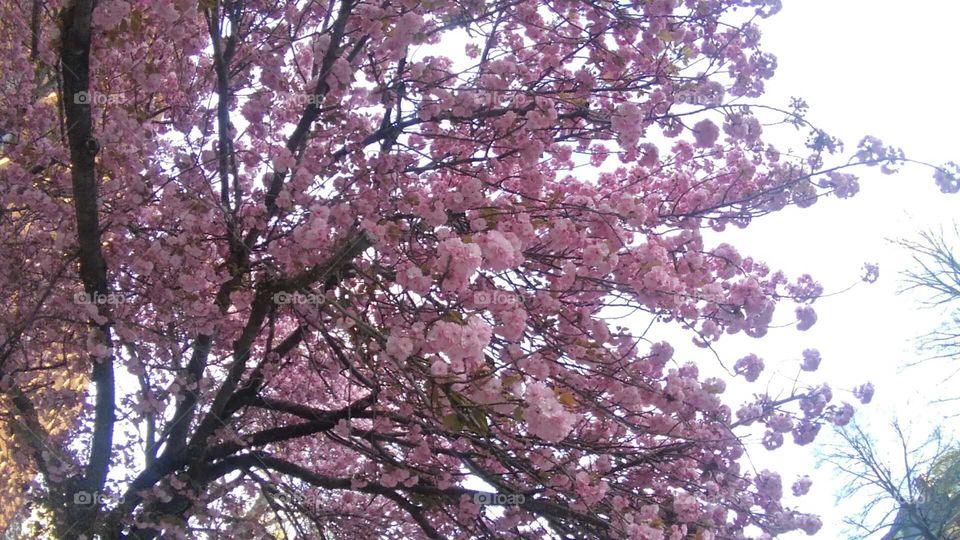Cherry Blossoms In Bloom In Baltimore