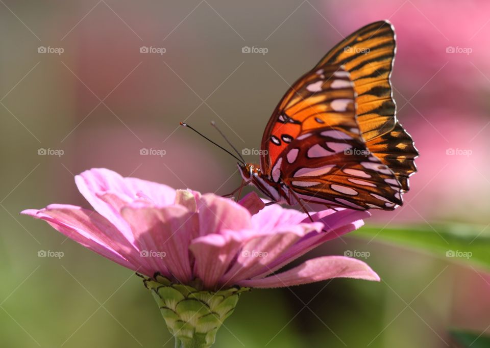 Gorgeous Butterfly on a Zinnia