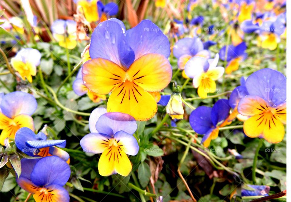 pansies