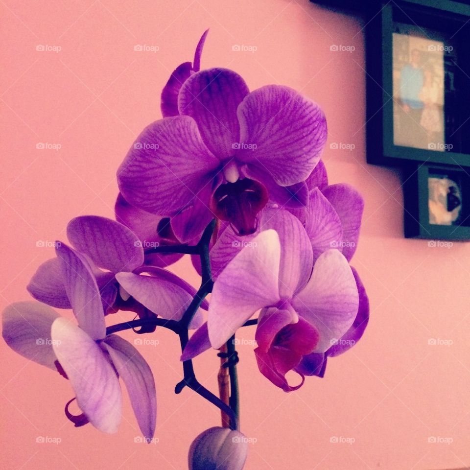 Orchid