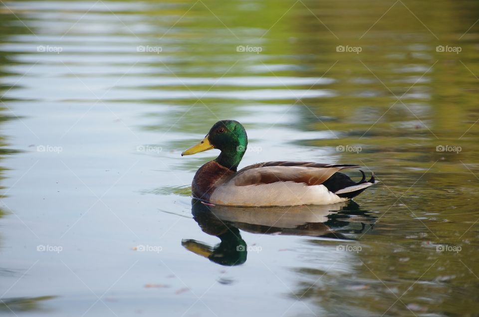 Ducks in Nature 