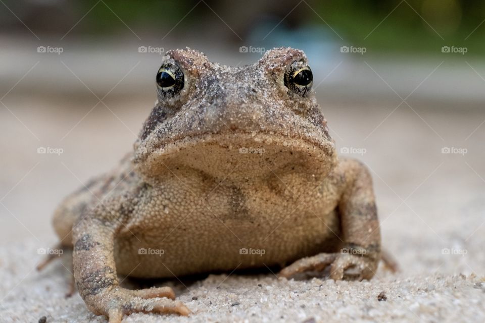 Foap, Wild Animals of the United States: A grumpy looking Fowler’s toad with sand in its eyes poses for the camera. White Deep Park, Garner, North Carolina. 