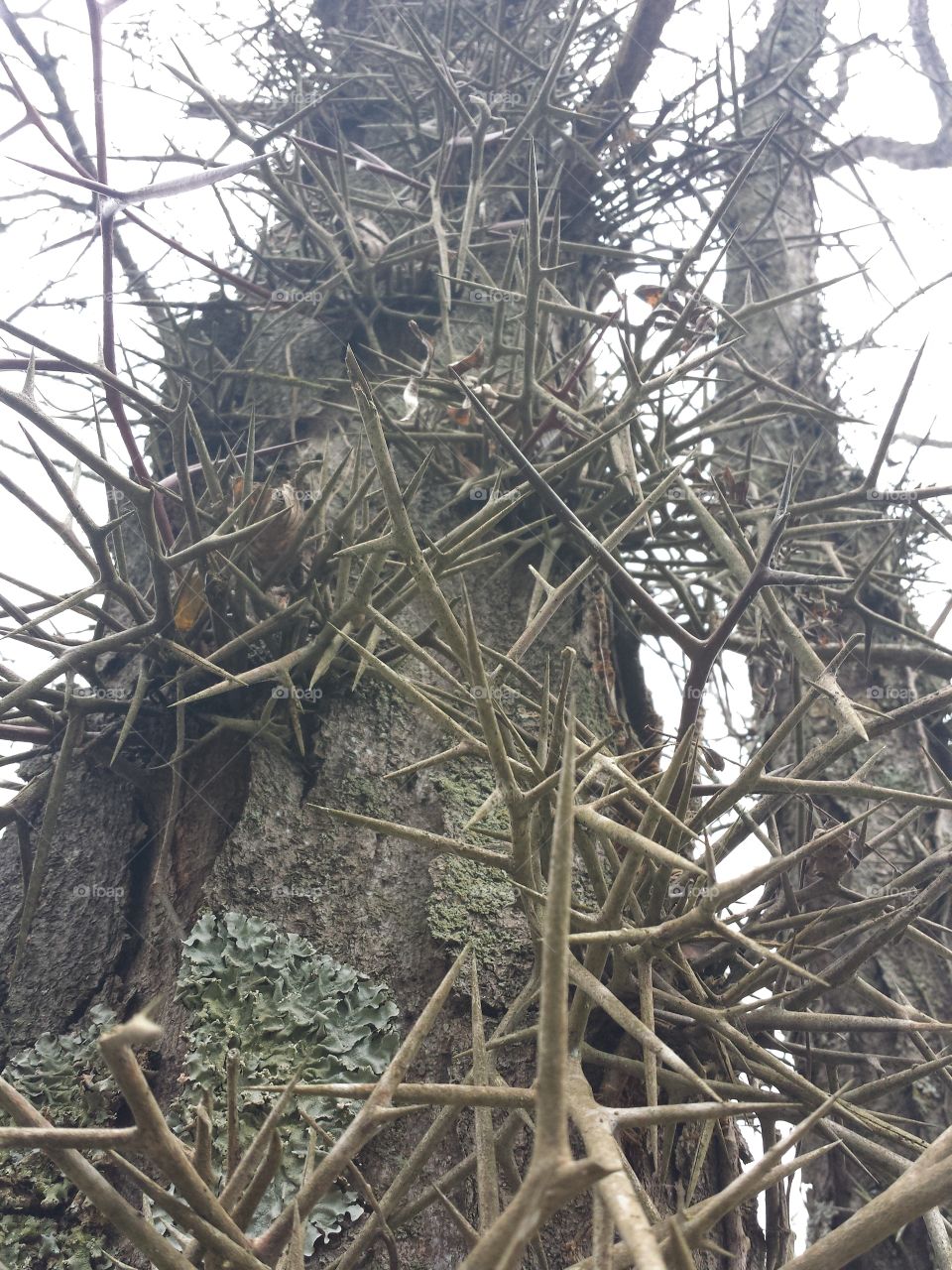 tree of thorns