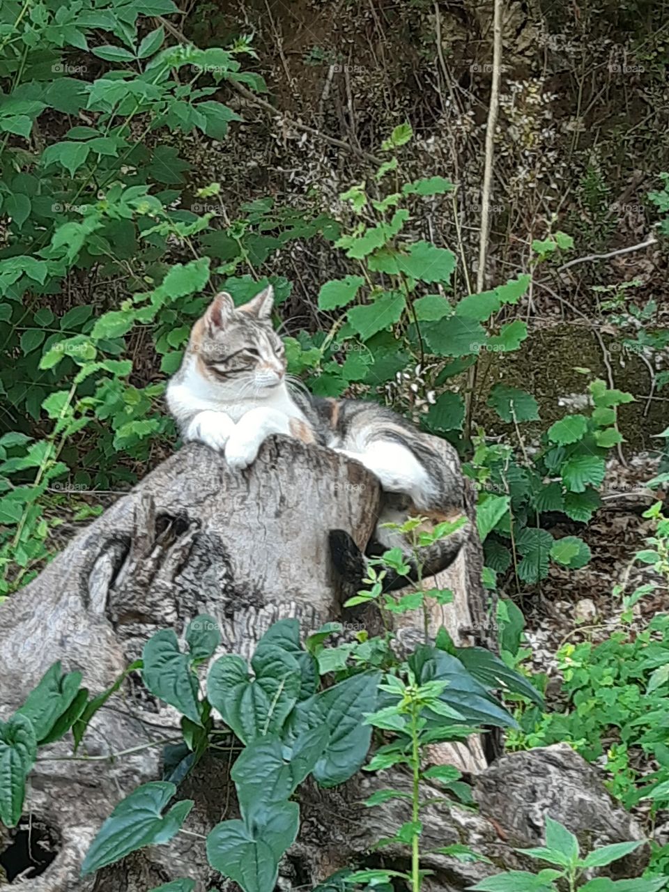 a cat in the wood