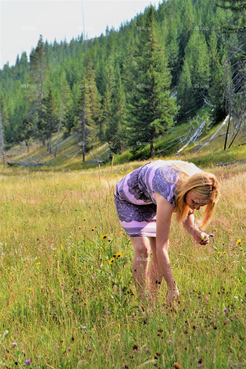 Nature, Wood, Grass, Summer, Hayfield