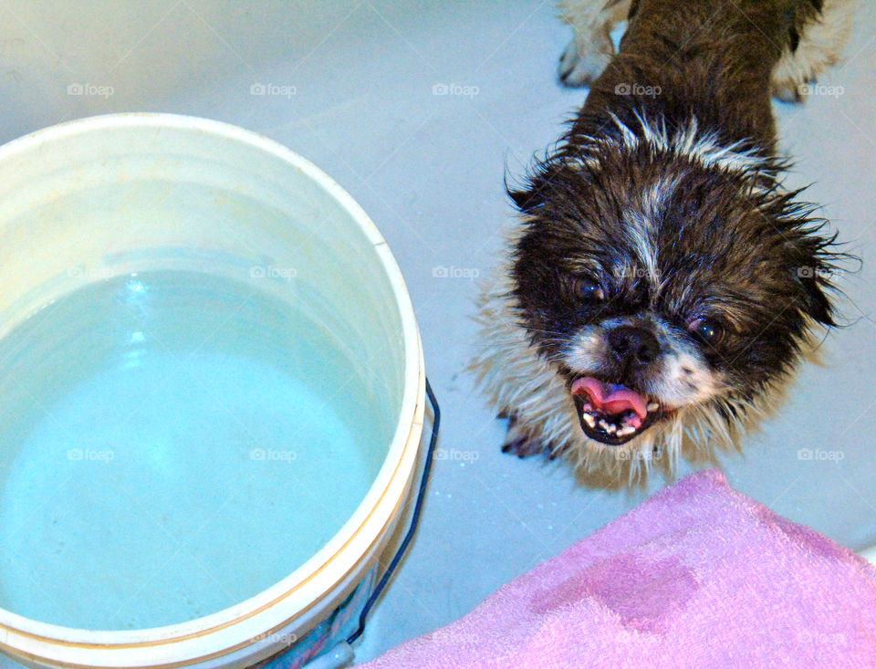 Happy Pekingese dog having a refreshing bath