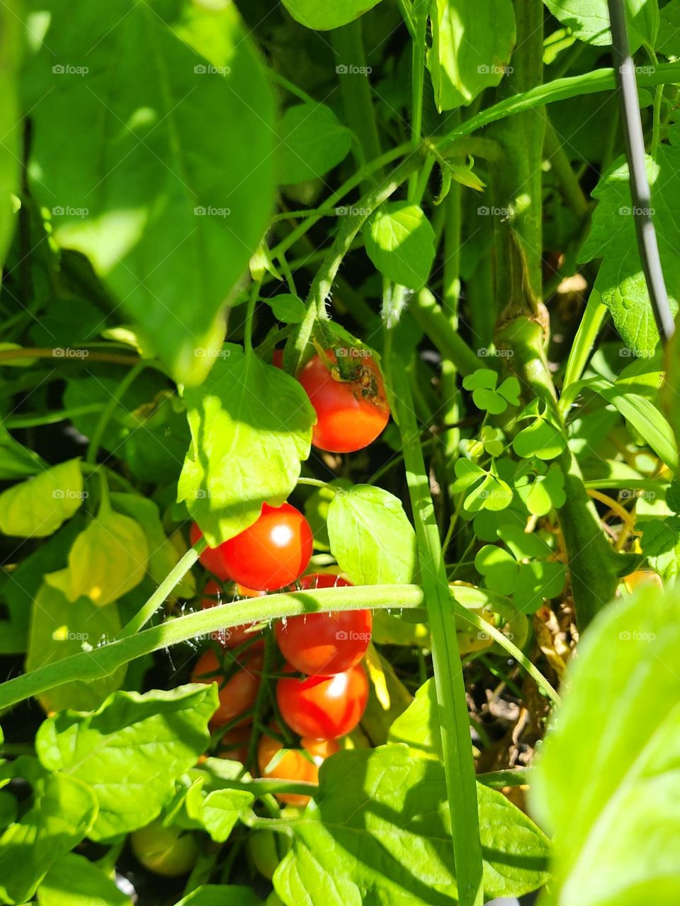 Cherry Tomato