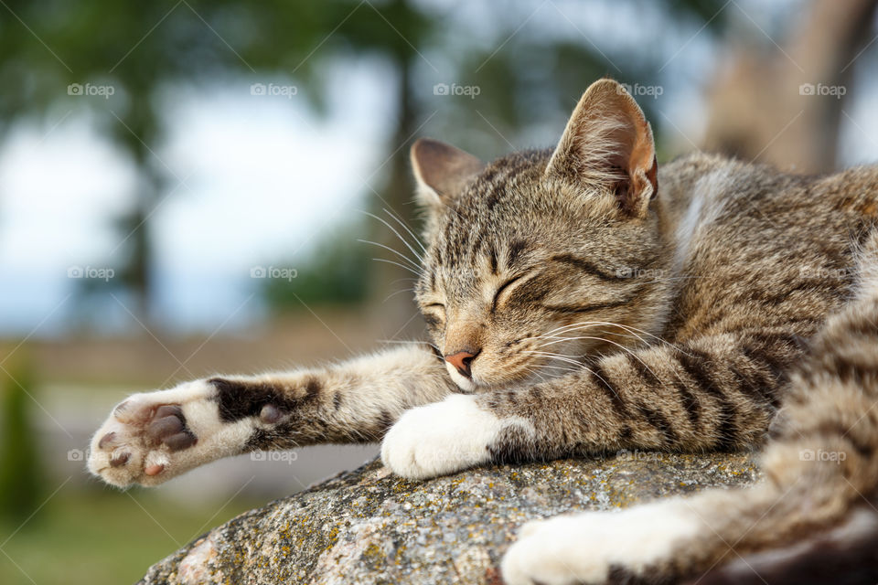 sleeping cat