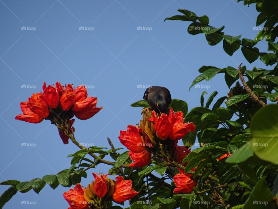 India Puducherry a bird drinks honey from red flower