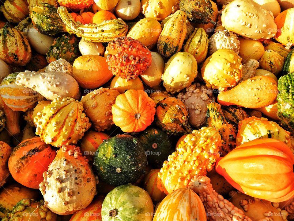 Colorful variety of pumpkins at harvest time for Halloween