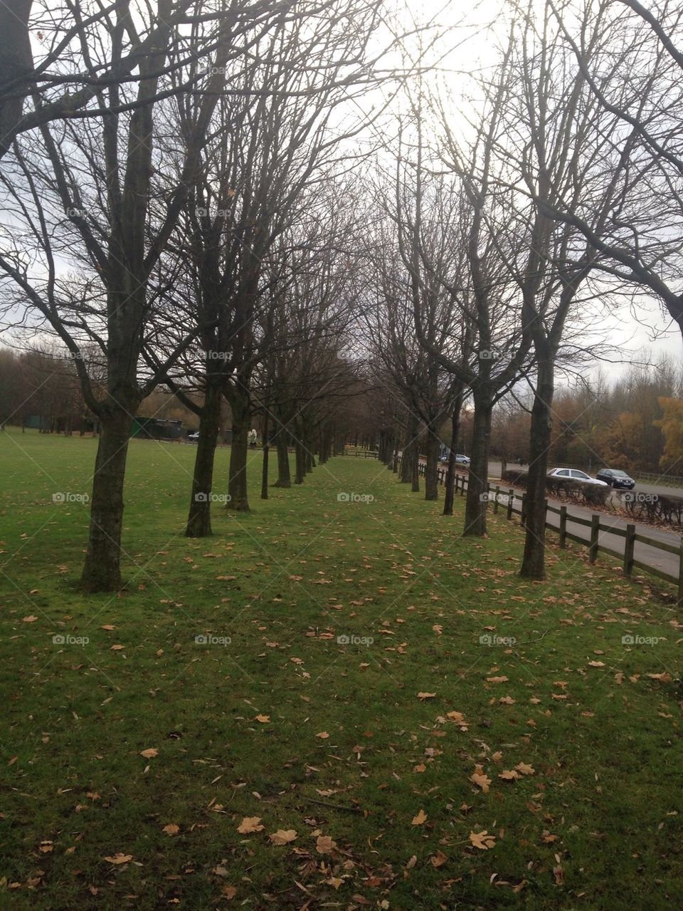 Tree line on golf course Pennington flash country park