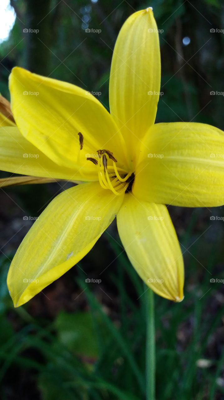 Yellow flower