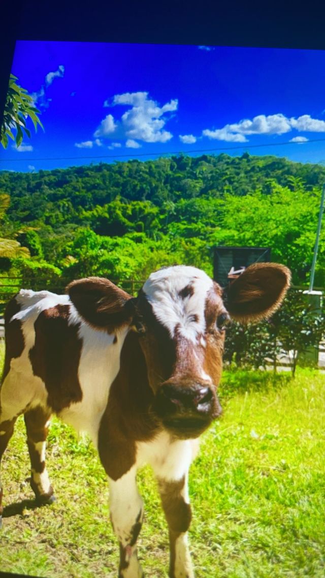 Cow 🐮