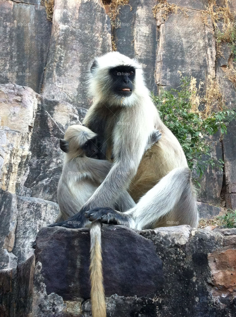 wildlife november india monkey by mangehunter