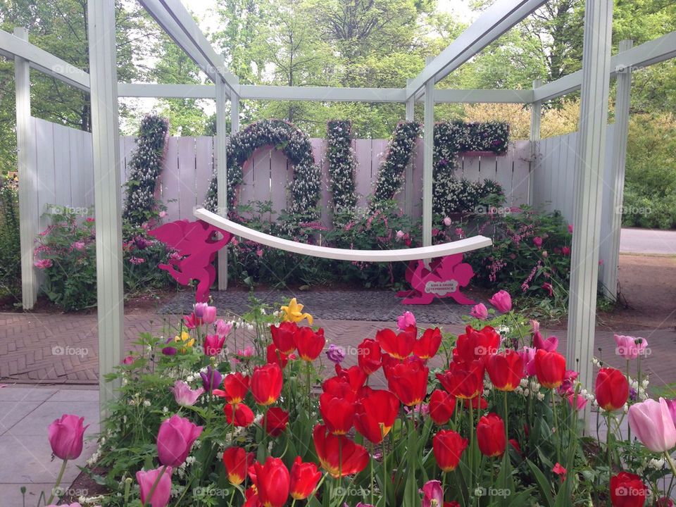 The tulip/ flower gardens in Keukenhof , the Netherlands (holland)