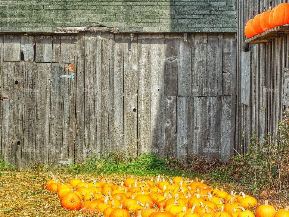 Rustic Pumpkin Patch