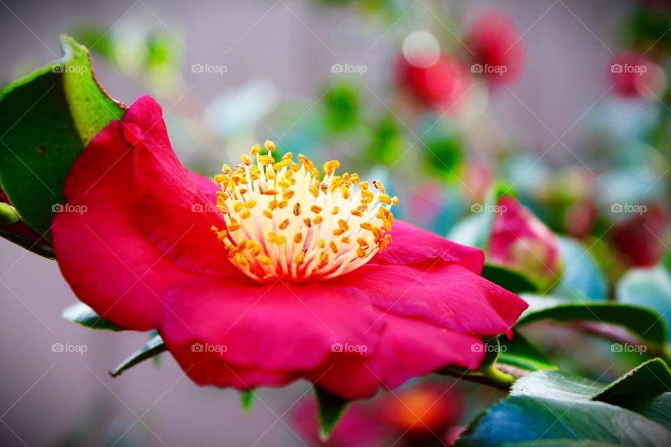 Camellia sasanqua growing outdoors