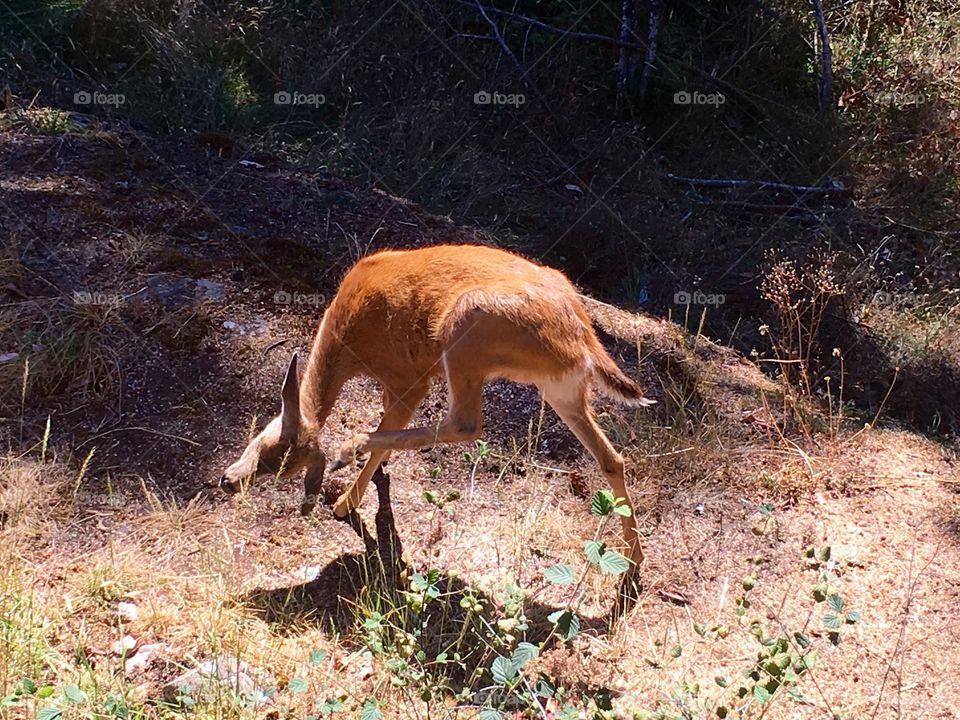 Deer in the the backyard- in Nanaimo, B C